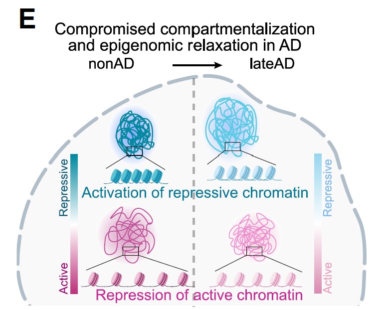 By providing that detailed examination of the epigenomic mechanisms of Alzheimer’s progression, the study provides a blueprint for devising new Alzheimer’s treatments that can target factors underlying the broad erosion of epigenomic control or the specific manifestations that affect key cell types such as neurons and supporting glial cells.